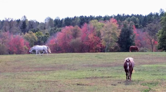 Enjoy the fall colors on horseback…